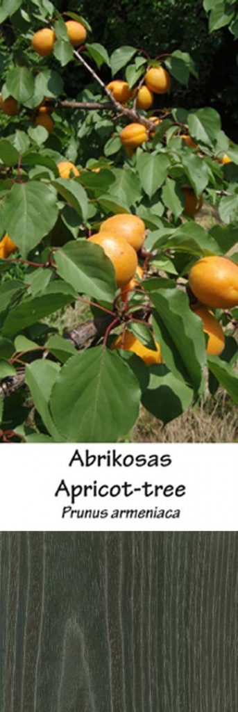 Abrikosas | Adomo medis