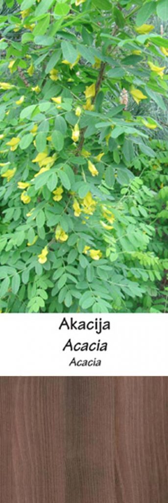 Akacija | Adomo medis