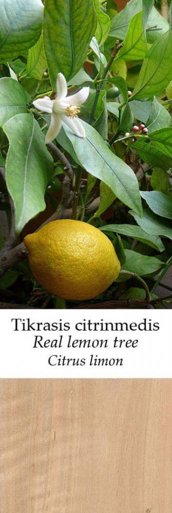 Citrinmedis | Adomo medis