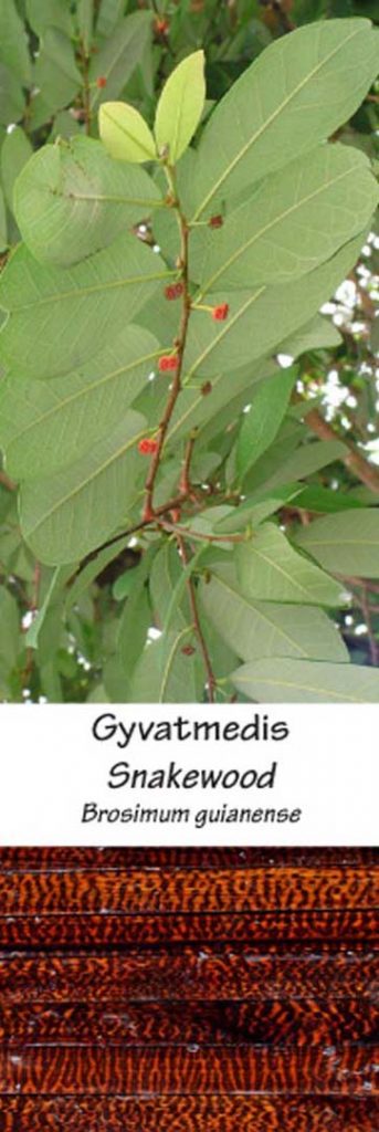 Gyvatmedis | Adomo medis