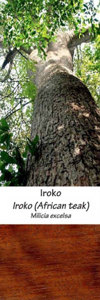 Iroko | Adomo medis