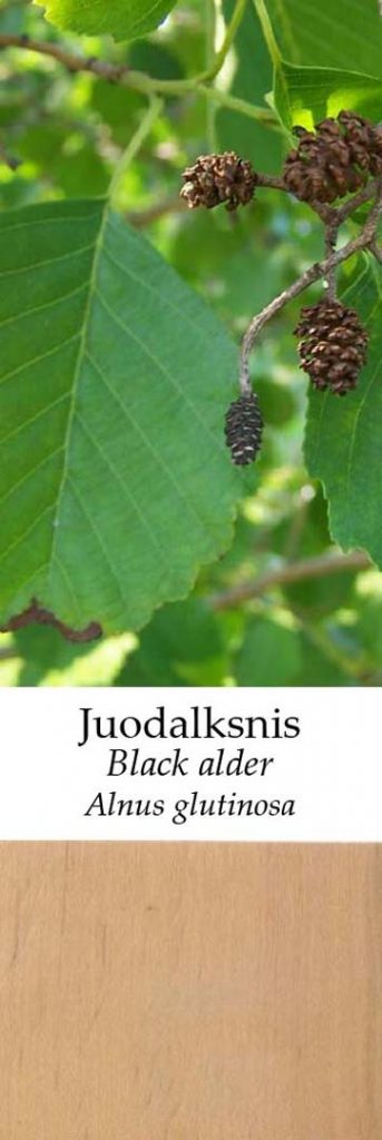 Juodalksnis | Adomo medis