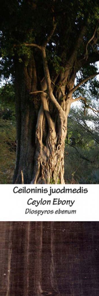 Ceiloninis juodmedis | Adomo medis