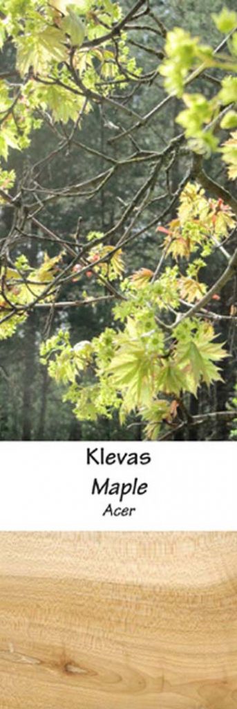 Klevas | Adomo medis