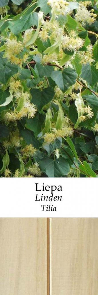 Liepa | Adomo medis