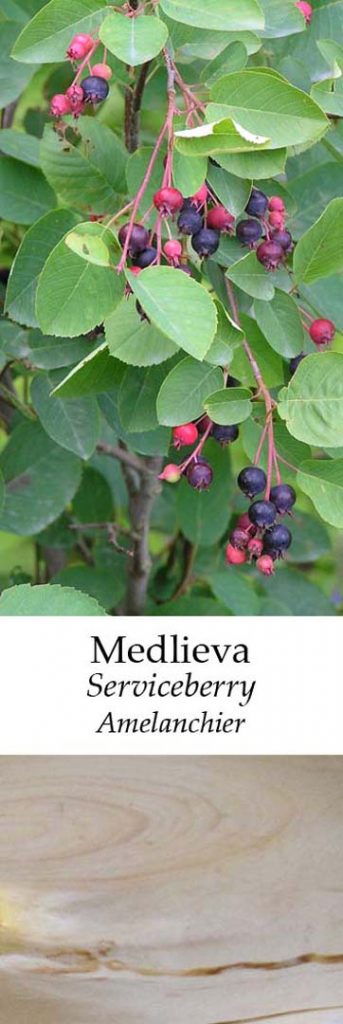 Medlieva | Adomo medis