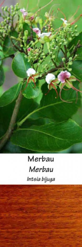 Merbau | Adomo medis