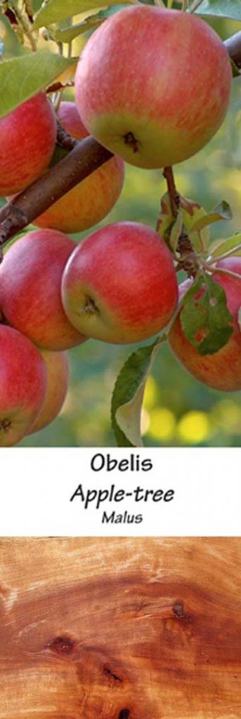 Obelis | Adomo medis