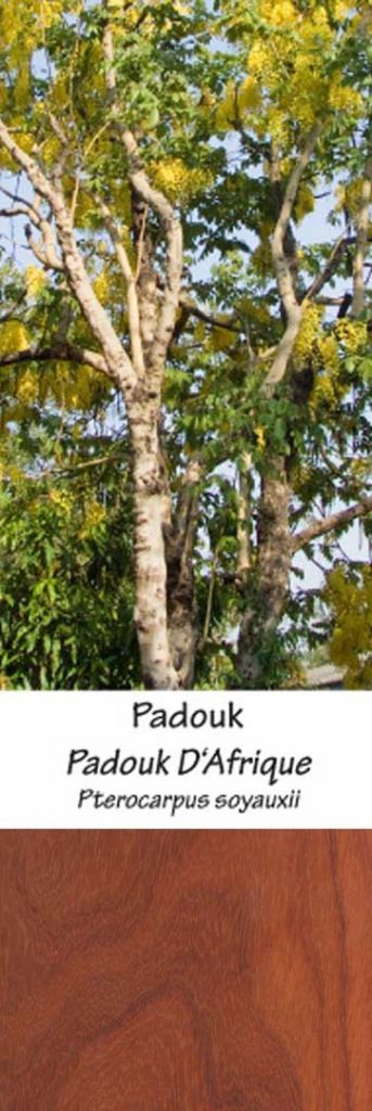 Padouk Padouk | Adomo medis