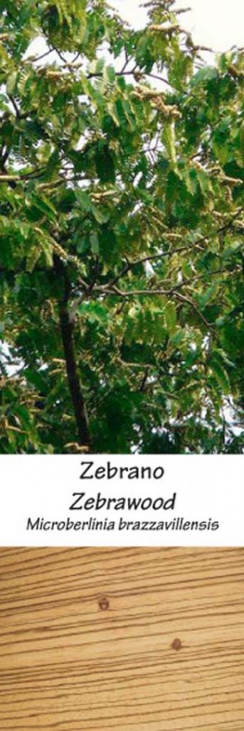 Zebrano | Adomo medis