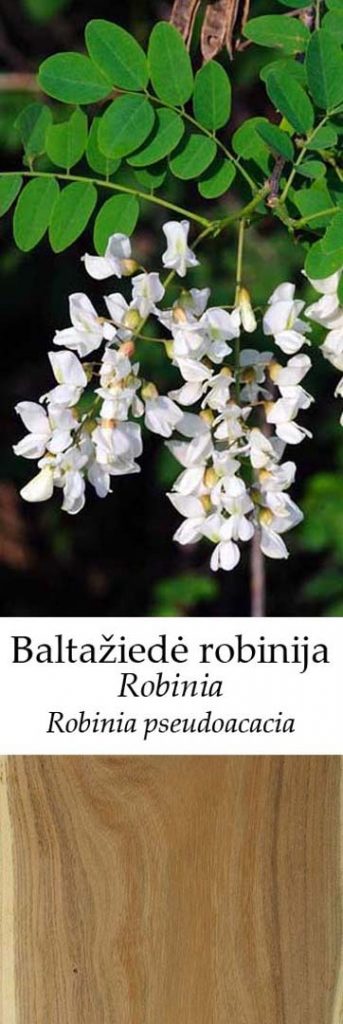 Balta robinija | Adomo medis